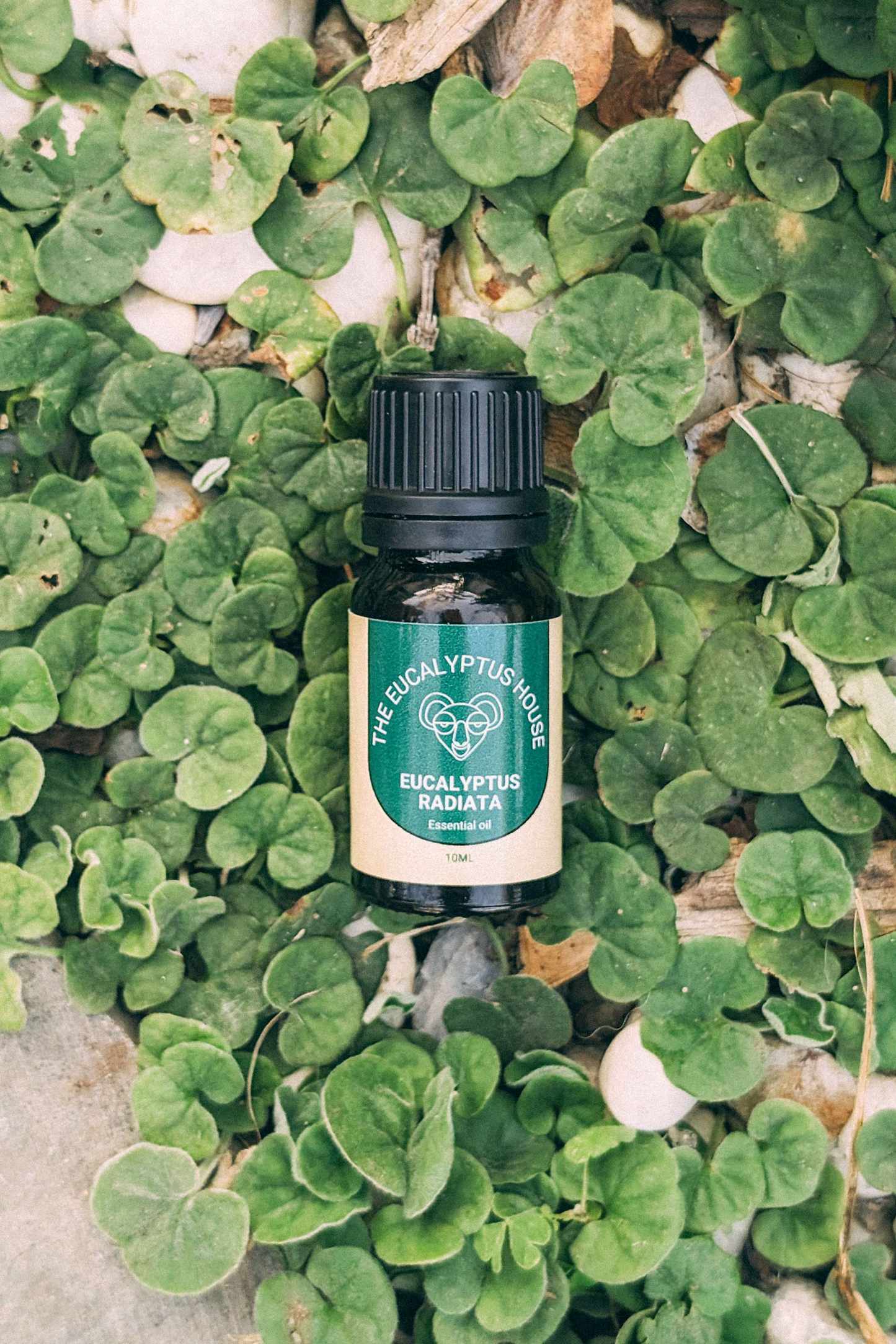 10ml Eucalyptus Radiata Essential Oil