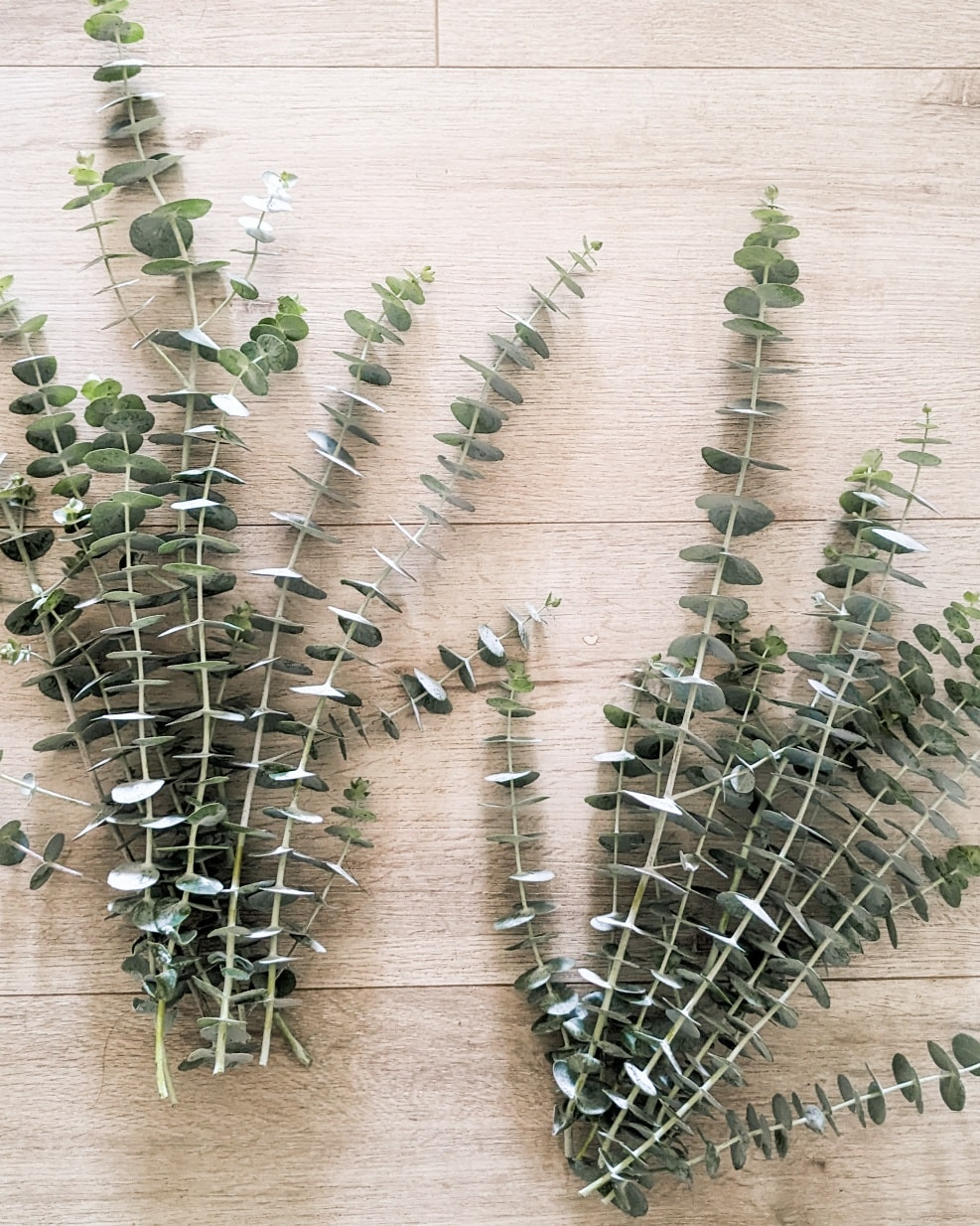 Medium Bunch of Baby Blue Eucalyptus