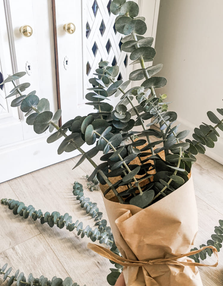 Medium Bunch of Baby Blue Eucalyptus