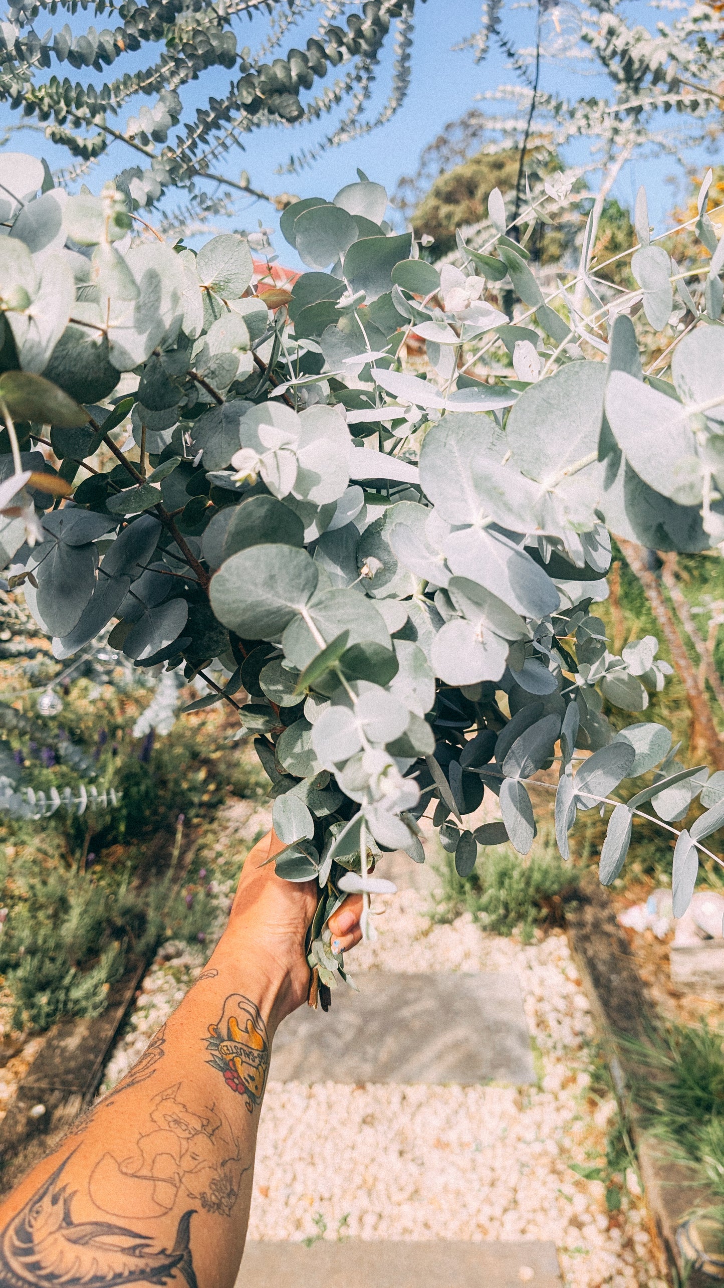 Large Bunch of Silver Dollar Eucalyptus