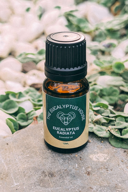 10ml Eucalyptus Radiata Essential Oil