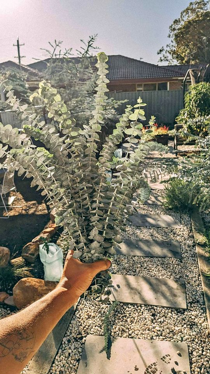 Extra Large Bunch of Baby Blue Eucalyptus