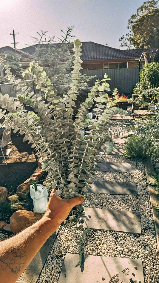 Extra Large Bunch of Baby Blue Eucalyptus