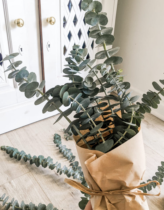 Medium Bunch of Baby Blue Eucalyptus