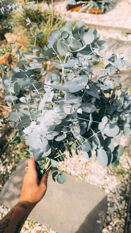 Large Bunch of Silver Dollar Eucalyptus